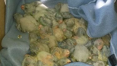 En 25 de Mayo secuestraron 120 catas en operativo de fauna