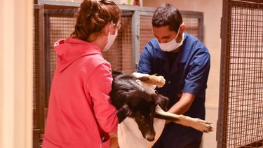 Una mascota sana, el mejor regalo en el Día del Animal