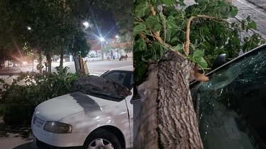 Capital: el viento Zonda hizó caer una rama que destrozó un auto estacionado