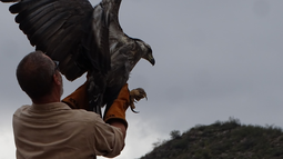 La historia del Águila Coronada rescatada en San Juan y devuelta a su hábitat. &nbsp;