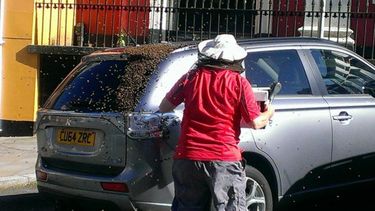 Más de 20 mil abejas persigue el auto donde está su reina