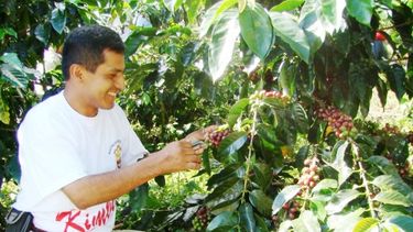El Senasa busca las mejores trabajos sobre sanidad