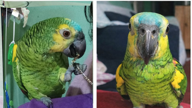 Una familia de Rawson busca a su mascota, el loro Muñeco: ofrecen recompensa