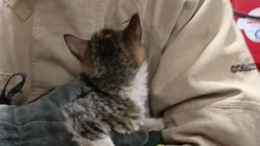 Bomberos rescatan a un gatito que estuvo seis días atrapado en un caño de aguas servidas