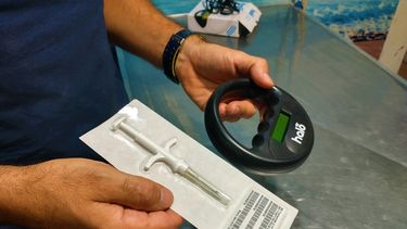 Perros peligrosos en San Juan: cómo es y cómo se instala el chip gratuito de identificación