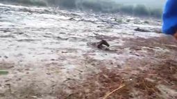 Milagro vallisto: rescataron al potrillo que se llevó la creciente