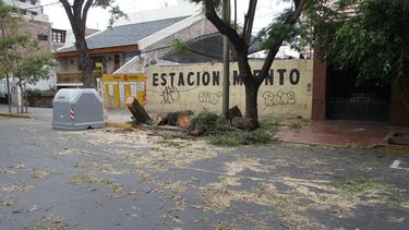 Cayeron árboles en Capital y Pocito por el intenso viento