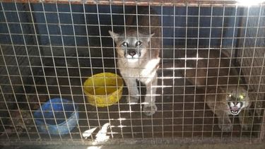 Tenía dos pumas y dos jabalíes en su finca de Pocito