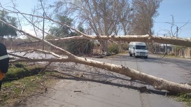 Impactante: el viento arrancó un árbol de cuajo y cortó la calle