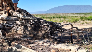 Cuando la naturaleza se supera: el árbol que desafía a la muerte en San Juan