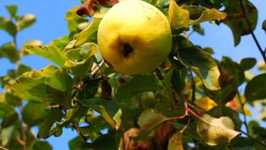 Se viene la gran fiesta del membrillo en el Centro Cultural Conte Grand