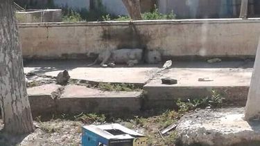 Intentó rescatar un perro, pero recibió una denuncia