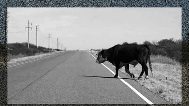 Tras la versión del conductor, qué dicen de los animales sueltos en la ruta