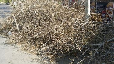 Denuncia que talaron dos árboles y tiraron las ramas en una vereda