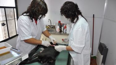 Programa de tenencia responsable en Rawson