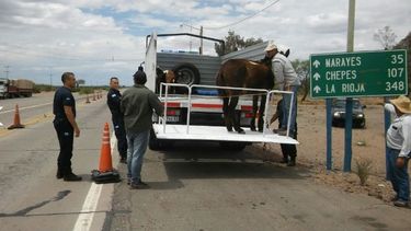 Intensificaron operativos de animales sueltos durante fin de año