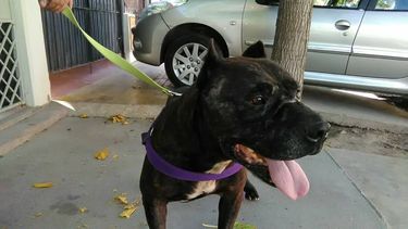 ¿Te acordás de Owen, el perro rescatado del mundo de las peleas? Está buscando hogar