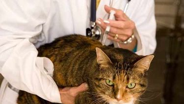 Quirófano Móvil Municipal en Villa Hipódromo