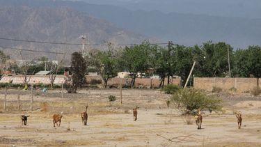 La jauría que casi mata a una nena de 3 años sigue reinando el baldío