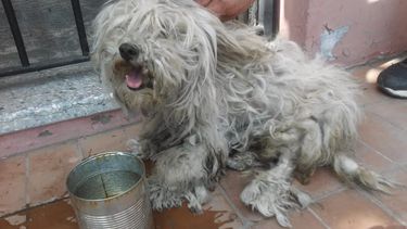 En Rawson: rescataron un perro que llevaba tres días atado con alambre