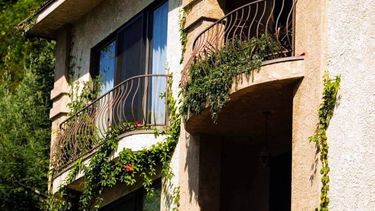 La hiedra, una aliada de tus balcones y terrazas