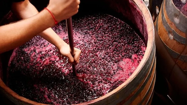 El mosto concentrado, el principal producto vitivinícola que exporta San Juan.  El mosto concentrado, el principal producto vitivinícola que exporta San Juan.