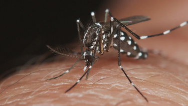El mosquito del dengue ha desarrollado una mutación genética que lo hace más resistente a las fumigaciones.