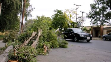 Según los expertos, es “imposible” adelantar qué árbol se caerá ante un viento extremo
