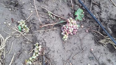 Tras el bestial temporal, Producción saldrá a recorrer las zonas rurales para evaluar daños en plantaciones