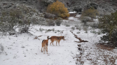Bajo cero: nieve y frío pintaron de blanco a Jáchal