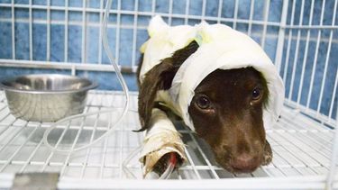 Aquí la respuesta: si necesitás dejar internada a tu mascota, esto te podés gastar en San Juan