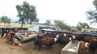 Prendete a la jornada provincial de Ganado Bovino que comienza hoy