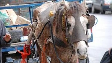 Ya registran carretelas para erradicar la tracción a sangre