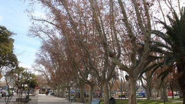 Tras un relevamiento histórico, tratarán los árboles enfermos de San Juan