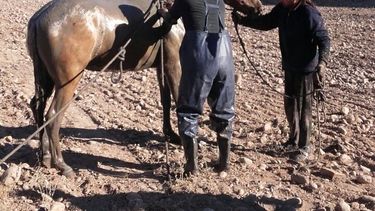 Dramático rescate de una yegua que cayó en un zanjón