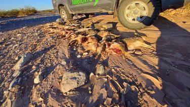 Boleadoras letales: los depredadores de fauna sanjuaninos no paran