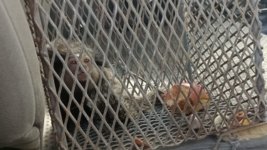 Rescataron al mono tití que estaba en la Plaza de Trinidad