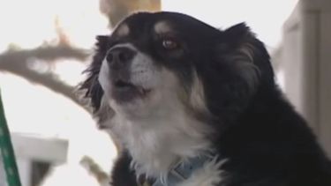 Lulu es el nombre de la mascota que heredó 5 millones de dólares de su amo fallecido en Estados Unidos.