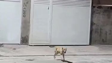 Perro trasnochador: volvió tarde a su casa y se las tuvo que ingeniar para entrar