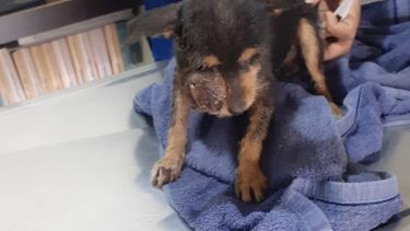 Ayudemos a Miel: iniciaron una colecta para operar a una perrita sanjuanina