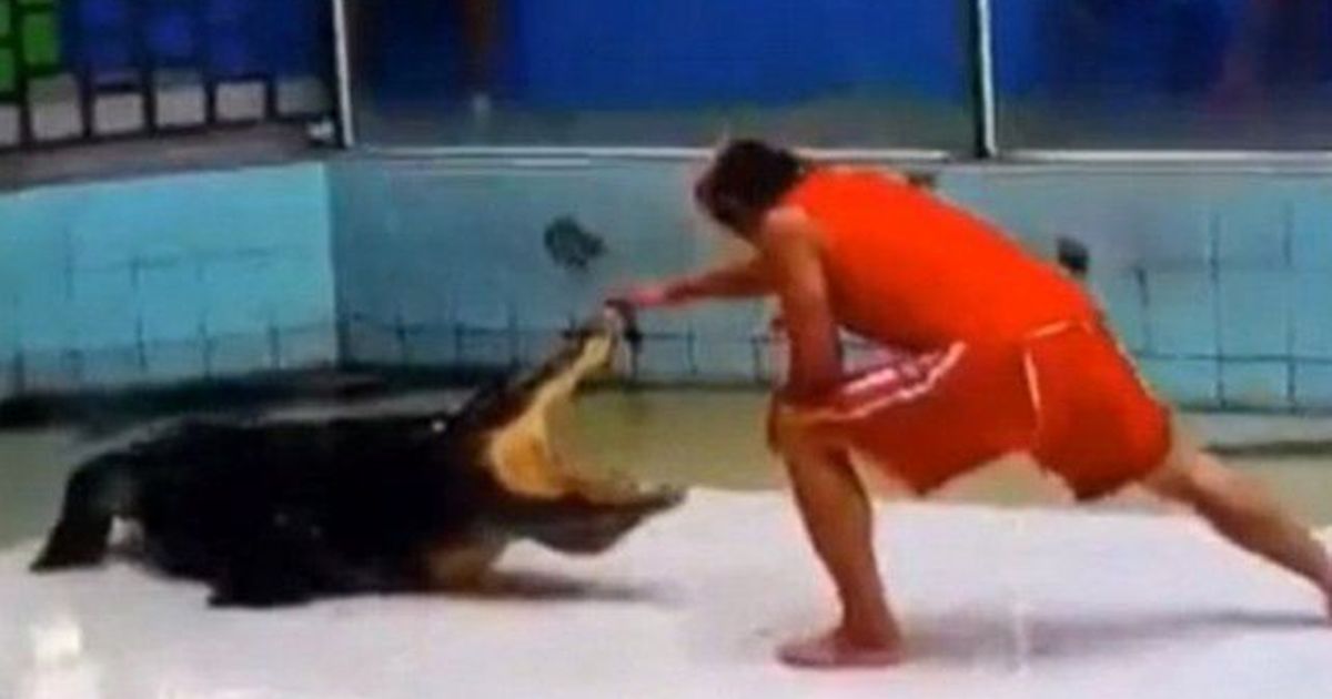 Un cocodrilo mordió el brazo de su entrenador y realizó un giro mortal