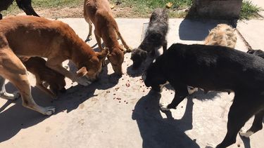 Ellos también merecen cuidados: Capital sale a alimentar los callejeritos