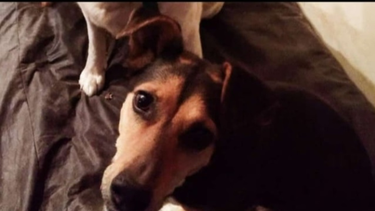 El costado triste de la Navidad en San Juan: mascotas perdidas y cómo encontrarlas