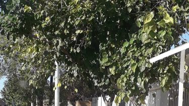 El peor vecino: corta la vereda y parte de la calle con un carro