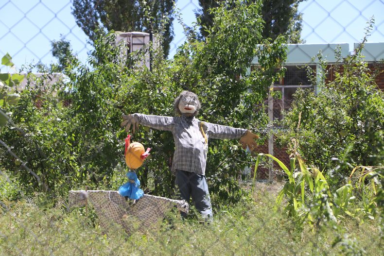 La actividad agrícola es una de las fuentes de trabajo de los vecinos de Zonda. La actividad agrícola es una de las fuentes de trabajo de los vecinos de Zonda.