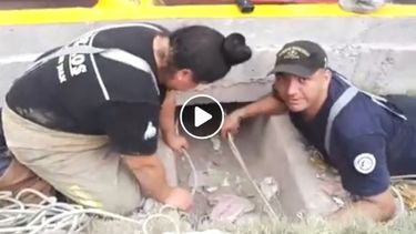 Bomberos héroes: rescataron una camada de cachorros