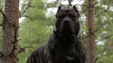 Quieren registrar a los dueños de perros problemáticos