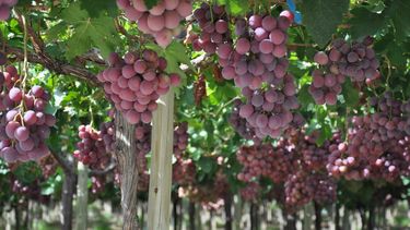 San Juan, entre el glifosato y los insecticidas: ¿cuáles se usan y qué riesgos conllevan?