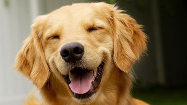 Día del animal: tiendas de mascotas de San Juan ofrecen descuentos y promociones