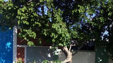 En pocas horas, el viento ya causó un incendio, árboles caídos y más